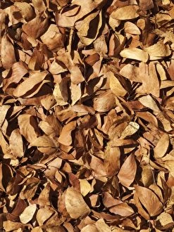 Mopane Leaves