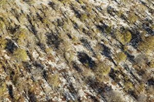 Streams Gallery: Mopane Trees aerial view