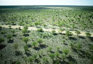 Mopane Prints: Mopane Trees Etosha National Park, Namibia, Africa