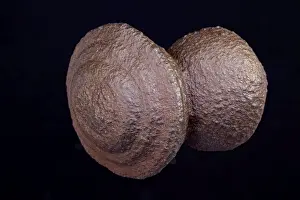 Sandstone Prints: Moqui marbles - Hematite concretions from the Navajo sandstone of southeast Utah