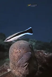 Eels Prints: Moray Eel & Cleaner Wrasse (Labroides Dimidiatus)