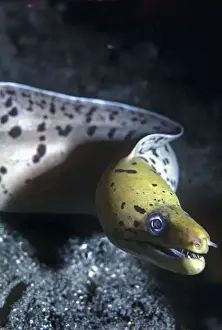 Eels Prints: Moray eel - a meter in length this moray showed great curiosity pushing his mouth against the camera lens
