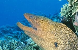Images Dated 3rd November 2005: Moray Eel Polynesia