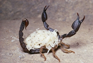 Images Dated 6th January 2006: Mordant Scorpion - with 28 young Coast Range Mountains of California, USA