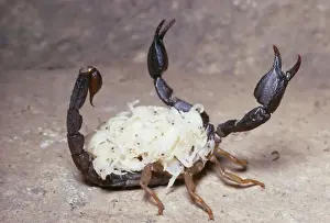 Scorpions Prints: Mordant Scorpion - with 28 young Coast Range Mountains of California, USA
