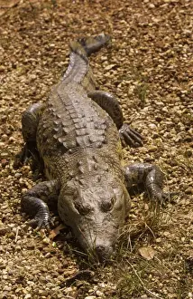 Morelets Prints: Morelet's / Belize Crocodile - resting