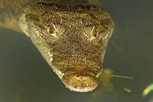 Morelet's Crocodile