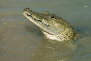 Images Dated 15th February 2007: Morelet's Crocodile Belize