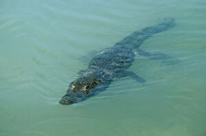 Images Dated 6th June 2008: Morelet's Crocodile - Belize