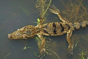 Morelets Crocodile (Crocodylus moreletii)