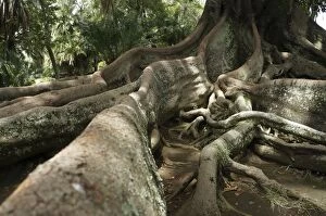 Moreton Bay Fig Tree roots