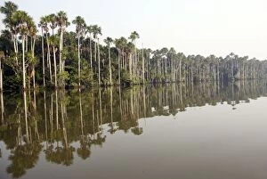 Images Dated 8th September 2006: Moriche Palm Lake Sandoval Amazon Peru