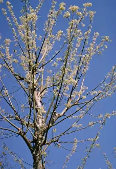 Moringa Oleifera - also known as Horseradish Tree and Drumstick Tree - a nutritious drought resistant tree - it's pods leaves seeds and flowers can be eaten - yeilds oil for lighting