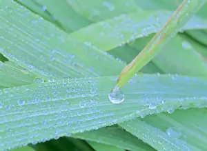 Grasses Prints: morning dew blades of grass covered with drops of morning dew Baden-Wuerttemberg, Germany