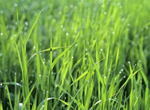 Images Dated 8th March 2007: Morning dew dewdrops on blades of grass in the morning Baden-Wuerttemberg, Germany