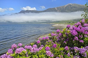 Images Dated 7th June 2007: Morning fog over Loch Torridon - and Torridon mountains in spring with blooming rhododendron along