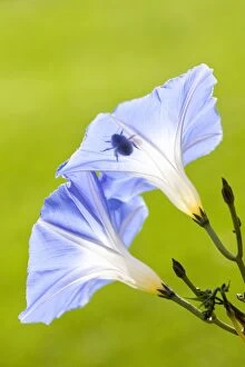 Images Dated 29th August 2008: Morning Glory Heavenly Blue flowers with silhouette