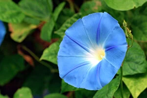 Images Dated 4th September 2004: Morning Glory / Ipomoea. Aubignan - Provence- PACA - France Fam: convolvulacees