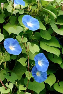 Four Prints: Morning Glory / Ipomoea. Aubignan - Provence - PACA - France