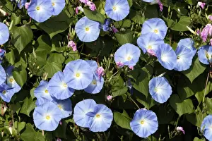 Morning Glory - mass