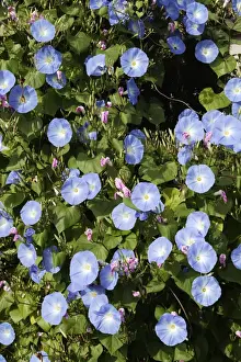Morning Glory - mass in garden. Alsace - France
