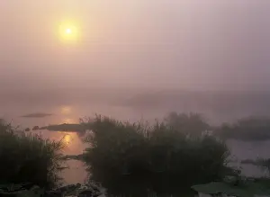 Mirror Prints: Morning mist sunrise over Sabie river with morning mist and reflection Kruger National Park