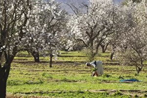 Images Dated 30th January 2009: Morocco - The almond blossom in the fertile Dades