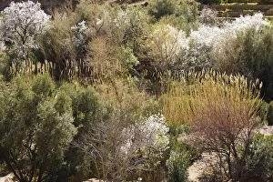 Almonds Gallery: Morocco - Almond trees in blossom among other lush