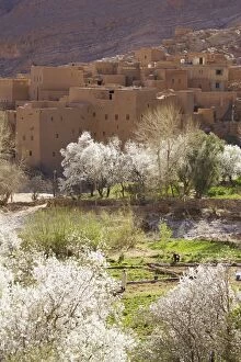 Images Dated 30th January 2009: Morocco - Blooming almond trees and ksar (= fortified)