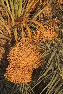 Images Dated 15th October 2007: Morocco - Bunches of ripe dates at a date palm