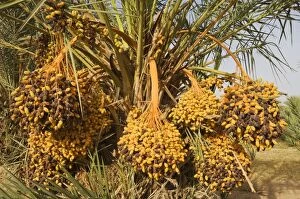 Images Dated 17th October 2007: Morocco - Bunches of ripe dates at a date palm