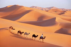 Landscapes Collection: Morocco - Camel train, Berber with Dromedary Camels in the great sand dunes of Erg Chebbi at