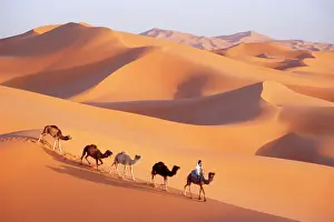 Morocco Prints: Morocco - Camel train, Berber with Dromedary Camels in the great sand dunes of Erg Chebbi at Merzouga