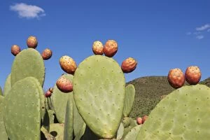 Morocco - Cultivated prickly pear with fruits near
