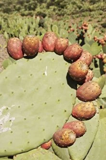 Images Dated 1st February 2005: Morocco - Cultivated prickly pear with fruits near