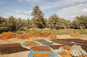Morocco - During the date harvest in October the