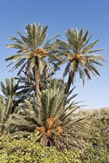 Images Dated 21st October 2007: Morocco - Date palms with bunches of ripe dates