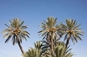 Morocco - Date palms with bunches of ripe dates
