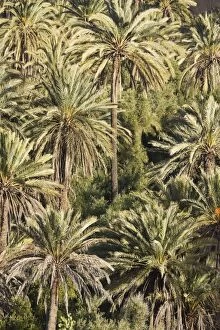 Morocco - Date palms in the so-called Paradise