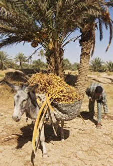 Images Dated 15th October 2007: Morocco - The dates in the palmeries of Rissani