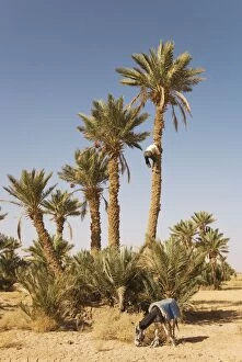 Morocco - Gathering the ripe dates from high date