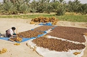 Images Dated 17th October 2007: Morocco - Harvested dates are graded according