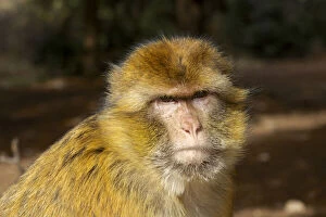 Morocco, Ifrane National Parc. Barbary macaque