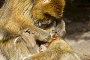 Images Dated 16th April 2014: Morocco, Ifrane National Parc. Barbary macaque