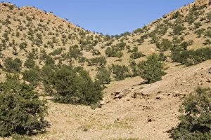 Morocco - Mountain slope grown with Argan trees