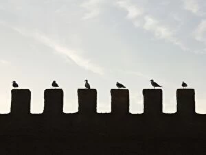 Images Dated 18th January 2009: Morocco - seagulls resting on the city wall of Essaouira