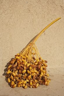 Morocco - A stalk with dates during the date harvest