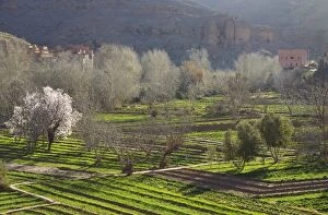 Atlas Gallery: Morocco -  Villages in the fertile Dades Gorge
