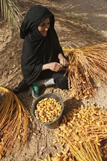 Images Dated 18th October 2007: Morocco - A woman picks off the harvested dates