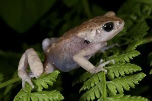 Images Dated 26th January 2011: Morogoro Tree Toad